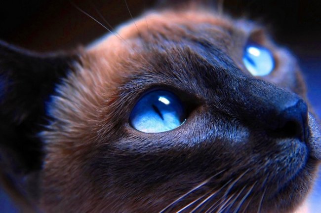 Действительно ли кошки видят в темноте, как днем
