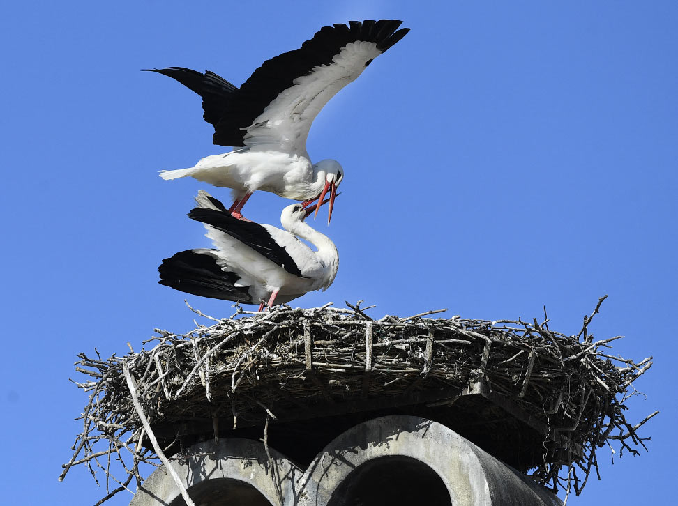 Птицы потомки. Аисты на колокольне. Гнездо аиста на столбе. Strasburg Storks.