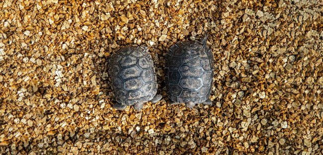 Большие черепахи с Галапагосских островов