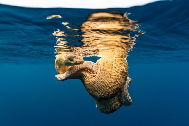 Лучшие фотографии из жизни океанов Ocean Photographer of the Year 2022