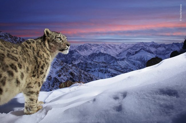 Лучшие фотографии с конкурса дикой природы 2022