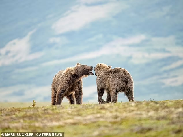 Драка бурых медведей в национальном парке Катмай