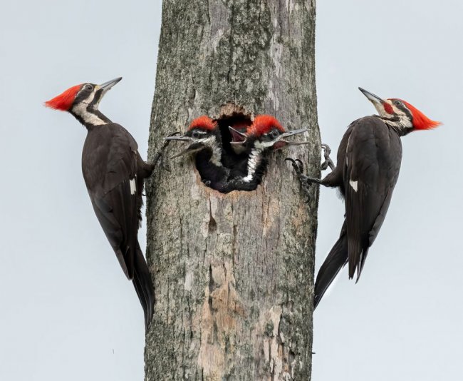 Audubon Photography Awards 2024. Лучшее с конкурса