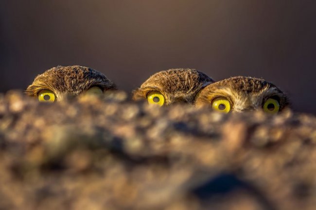 Audubon Photography Awards 2024. Лучшее с конкурса