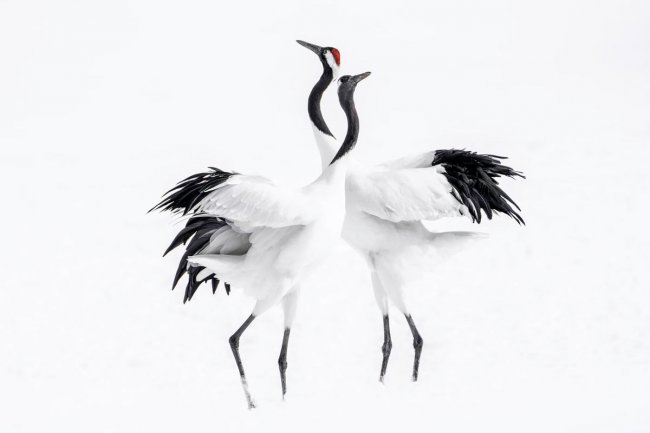 Audubon Photography Awards 2024. Лучшее с конкурса