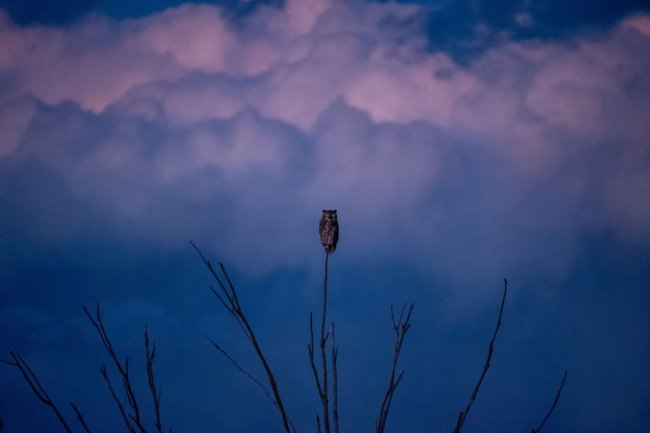 Audubon Photography Awards 2024. Лучшее с конкурса