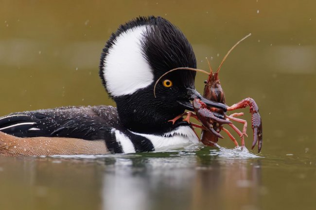 Audubon Photography Awards 2024. Лучшее с конкурса