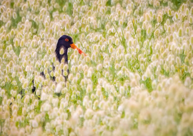 Audubon Photography Awards 2024. Лучшее с конкурса