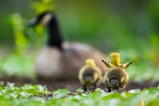 Audubon Photography Awards 2024. Лучшее с конкурса