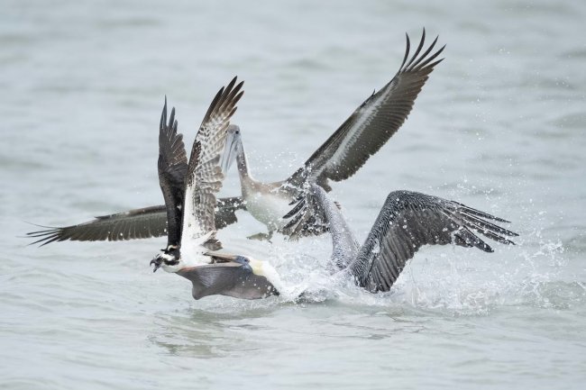 Audubon Photography Awards 2024. Лучшее с конкурса