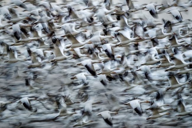 Audubon Photography Awards 2024. Лучшее с конкурса