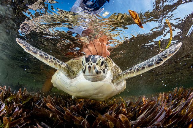 Победители подводного конкурса Ocean Photographer of the Year 2024